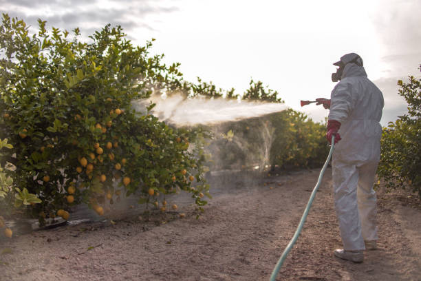 Best Spider Control Near Me  in Amerin Nyon, CA