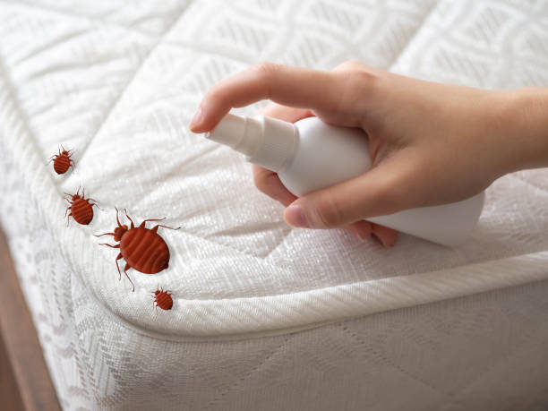 Professional Pest Control in American Canyon, CA